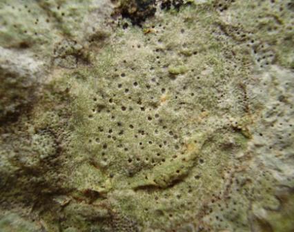 Licheni endolitici